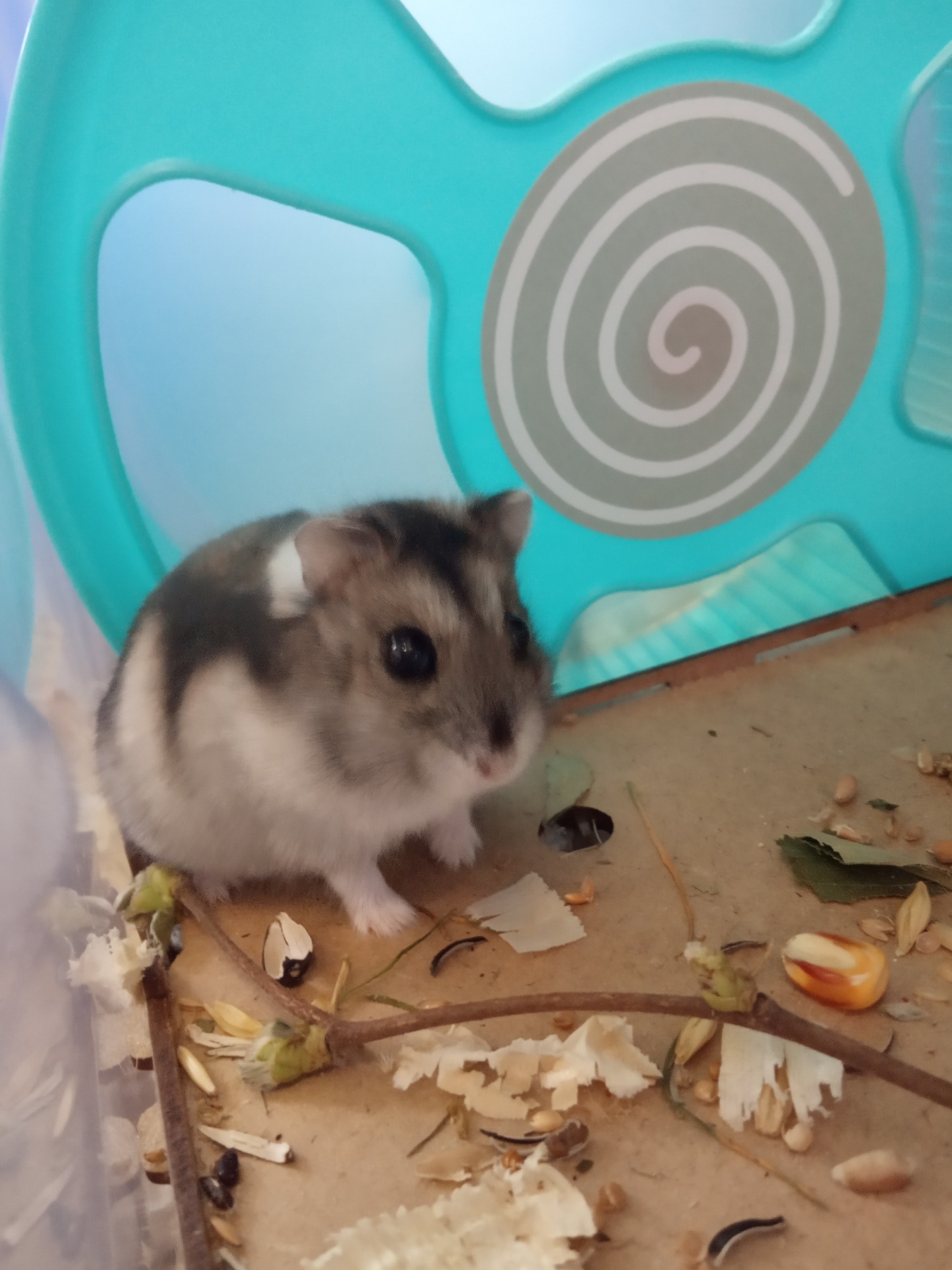 Wednesday of Furby - agouti