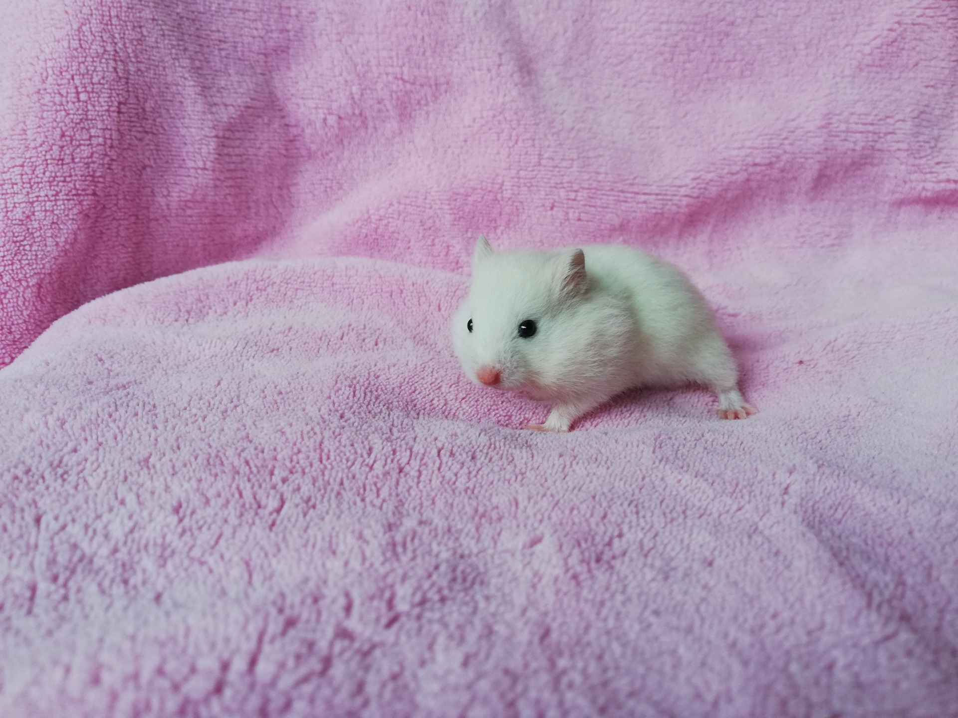 ANUBIS sameček stříbrná perla V NOVÉM DOMOVĚ