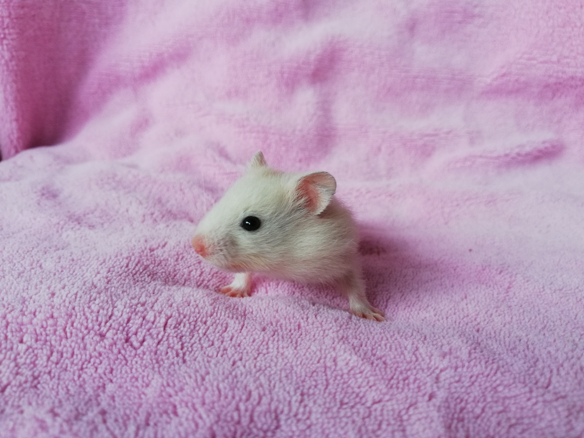 ALVIN sameček stříbrná perla V NOVÉM DOMOVĚ