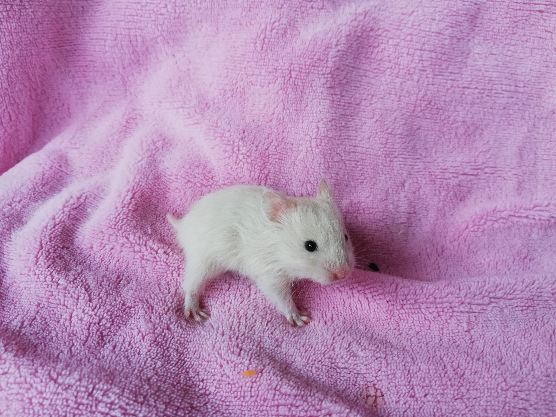 ARTUR sameček stříbrná perla dlouhosrstý V NOVÉM DOMOVĚ 