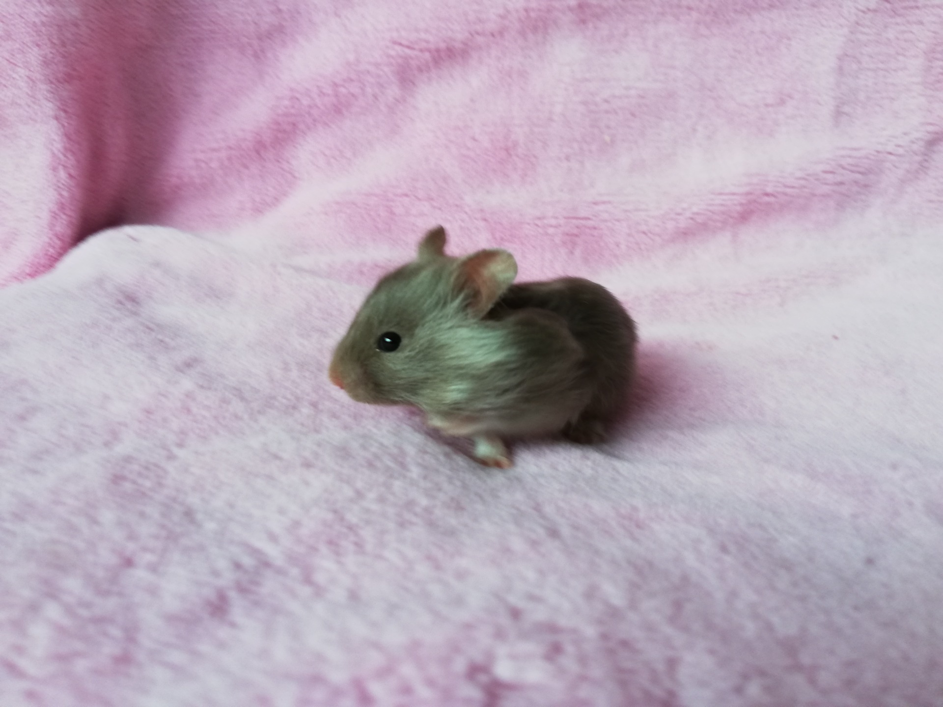 ARYA čokoládová želvovinová dlouhosrstá samička 25.4. V NOVÉM DOMOVĚ E