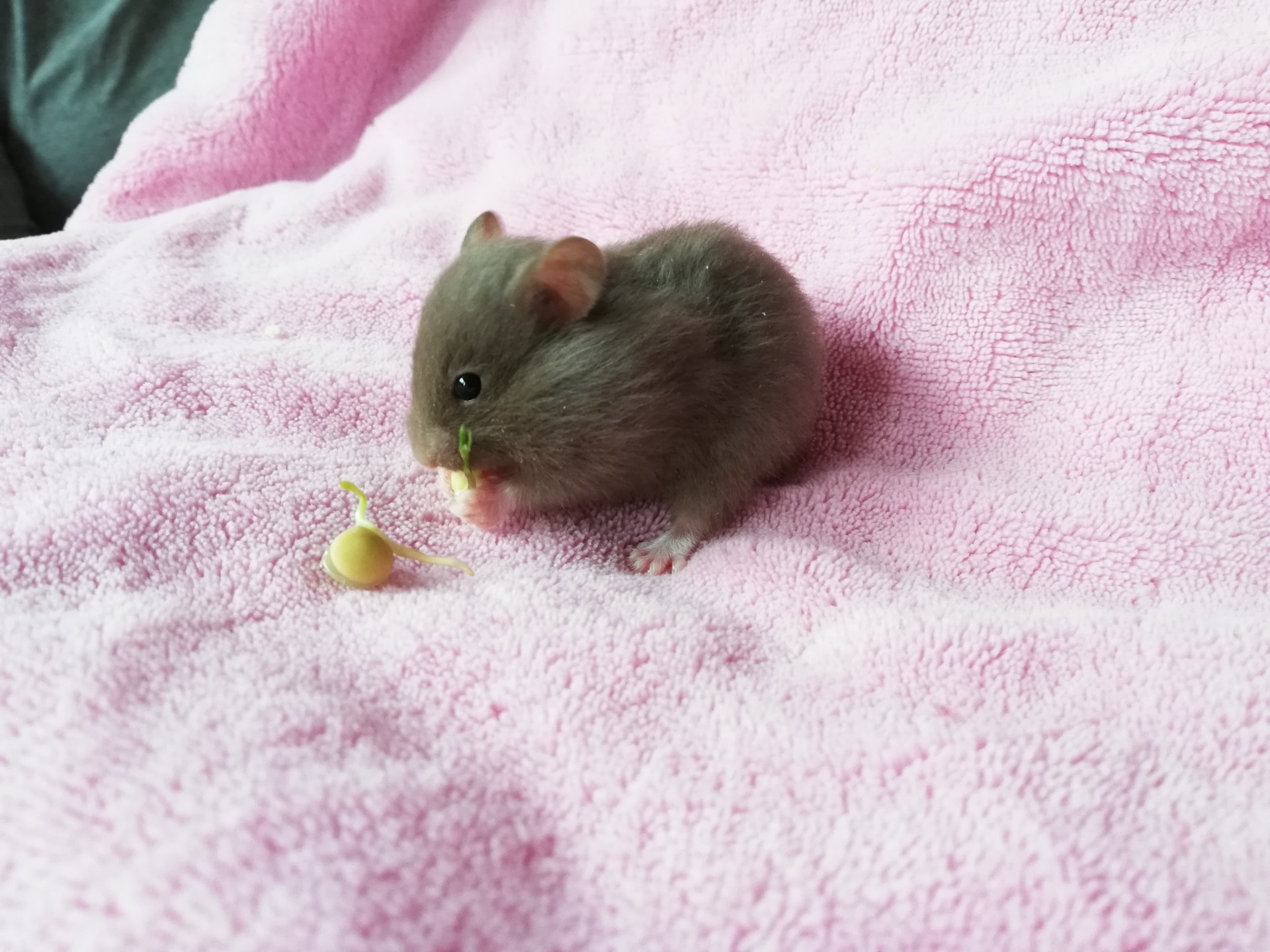 APOLENKA čokoládová krátkosrstá ZŮSTÁVÁ DOMA