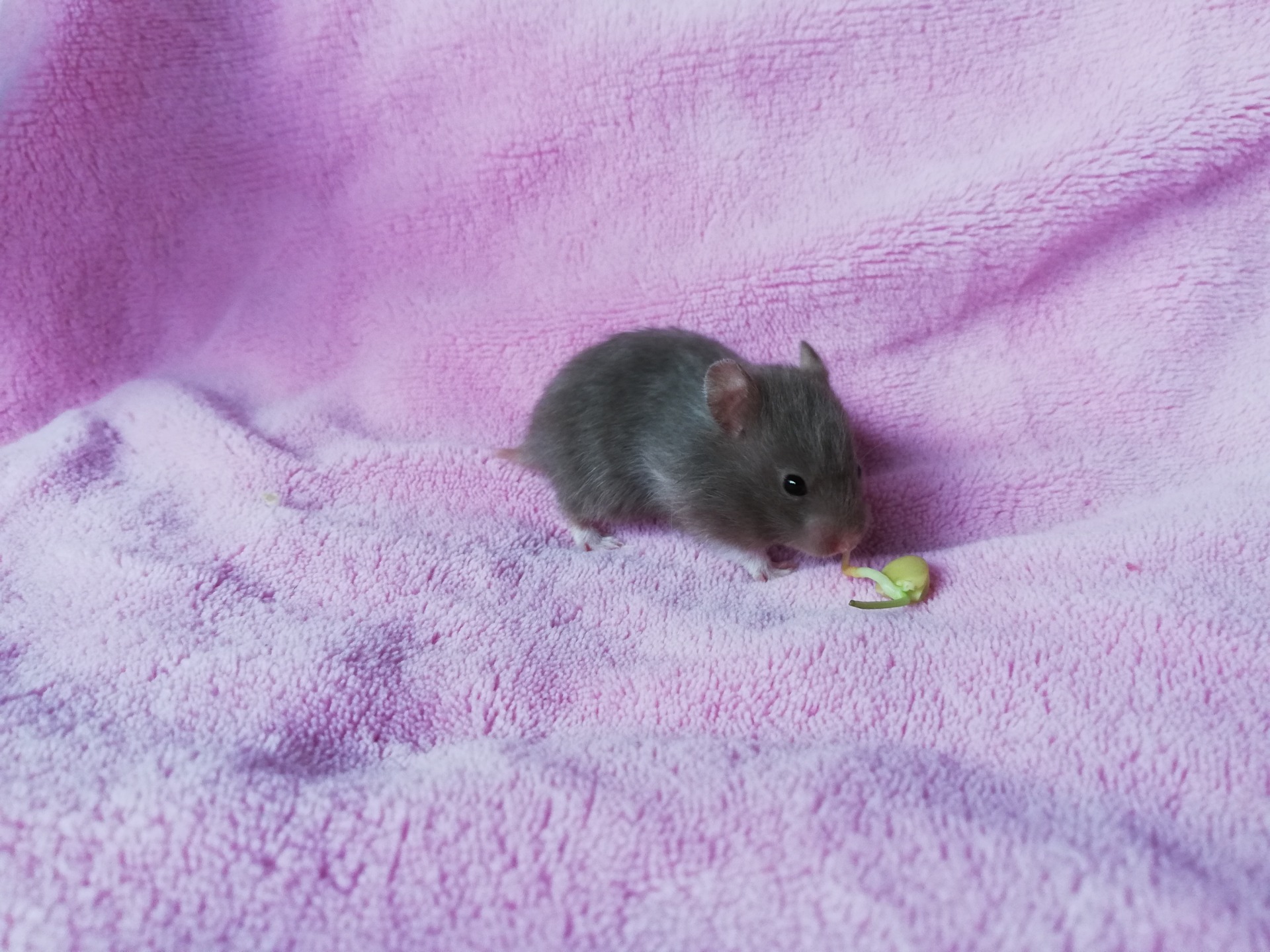 ADRIA čokoládová želvovinová samička V NOVÉM DOMOVĚ