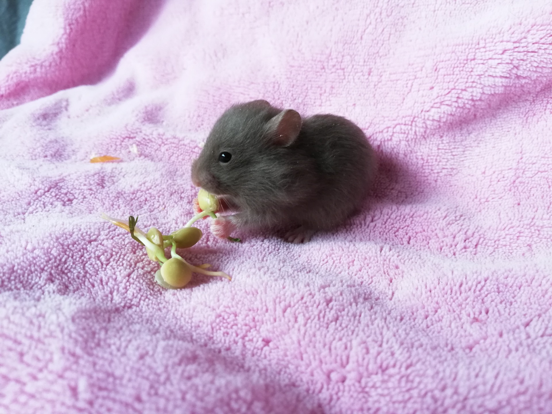 ARWEN čokoládová V NOVÉM DOMOVĚ