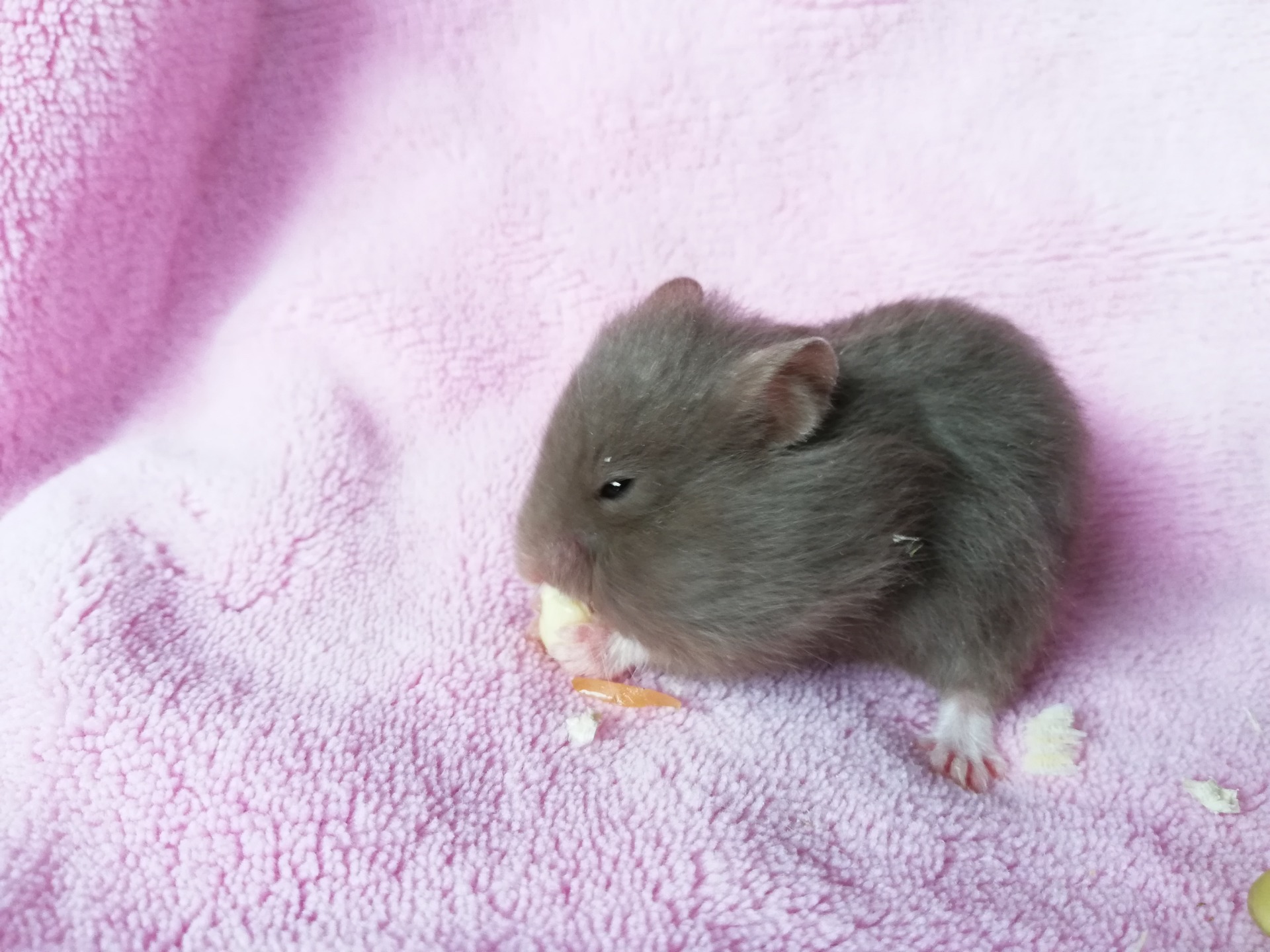 ASTON čokoládový sameček V NOVÉM DOMOVĚ