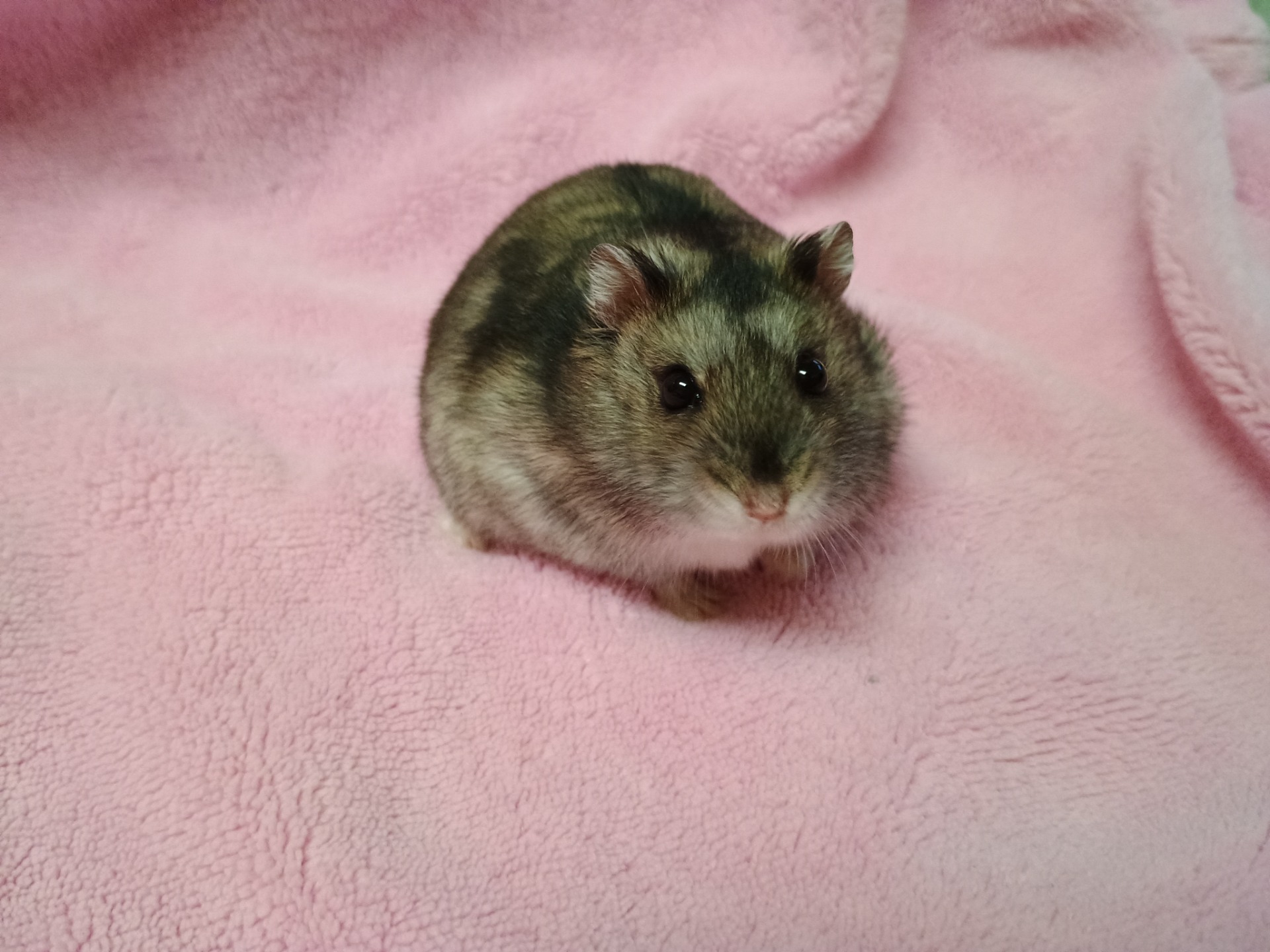 Xeiro of Furby, agouti