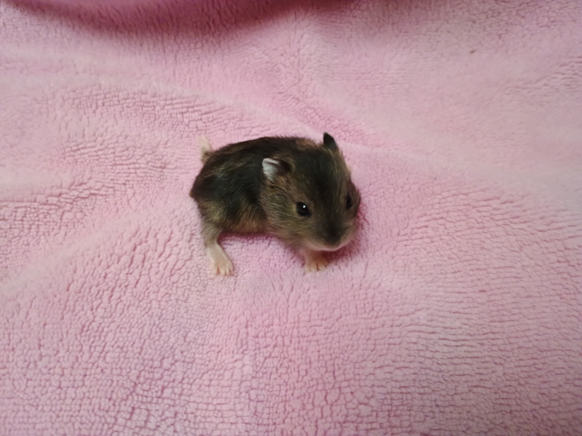 Alfonso sameček agouti - ZŮSTÁVÁ DOMA