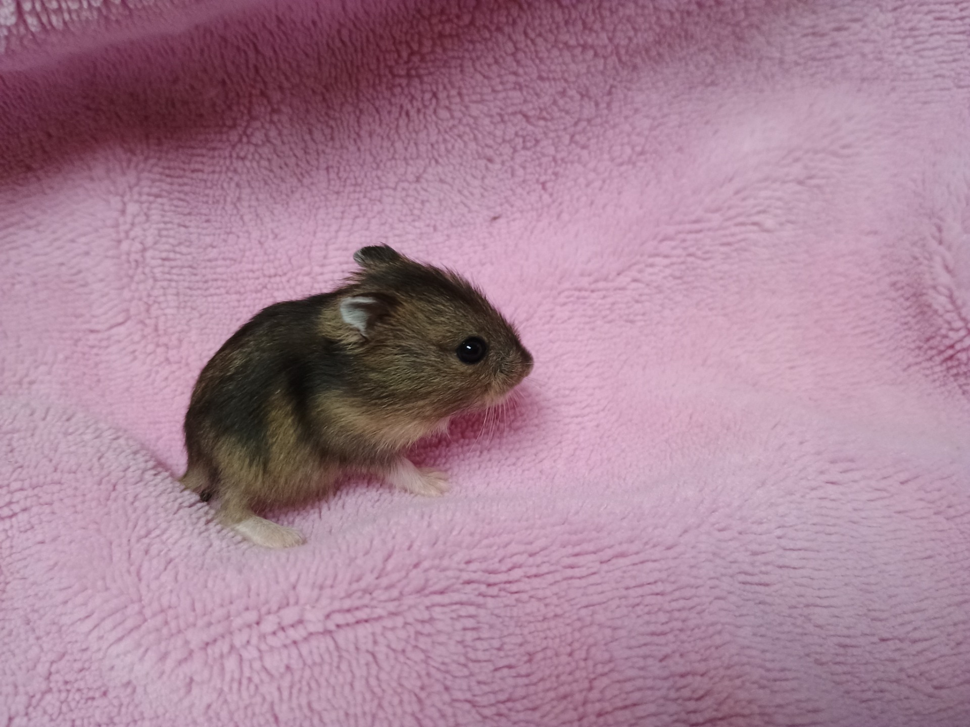 Alin sameček agouti V NOVÉM DOMOVĚ