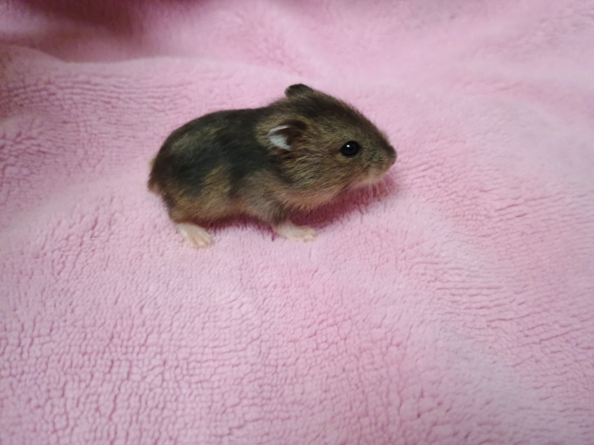 Amálka samička agouti V NOVÉM DOMOVĚ
