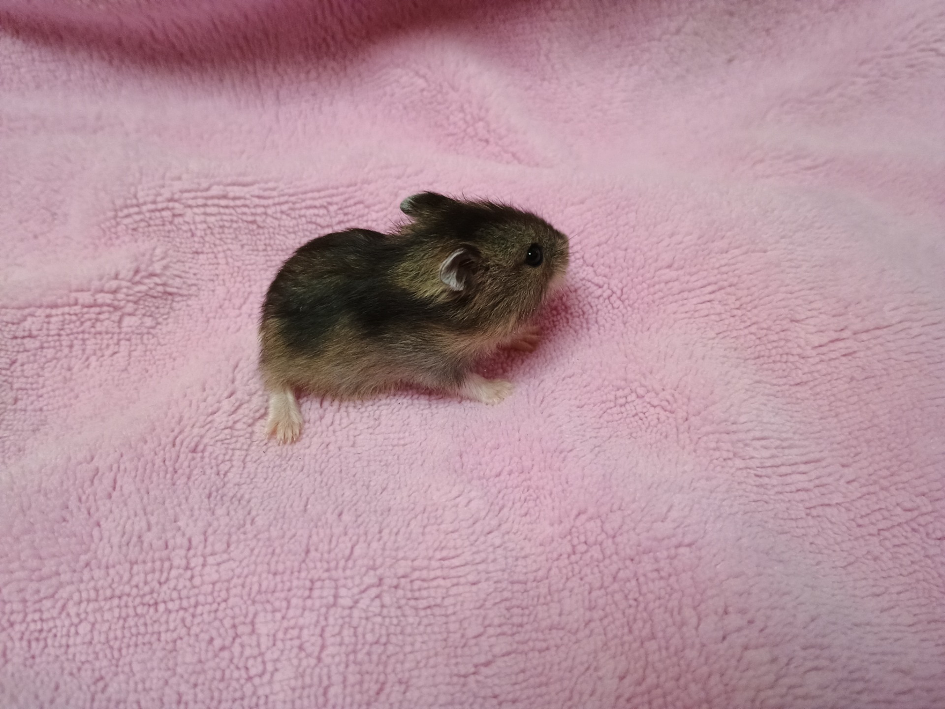 Aimy samička agouti ZŮSTÁVÁ DOMA