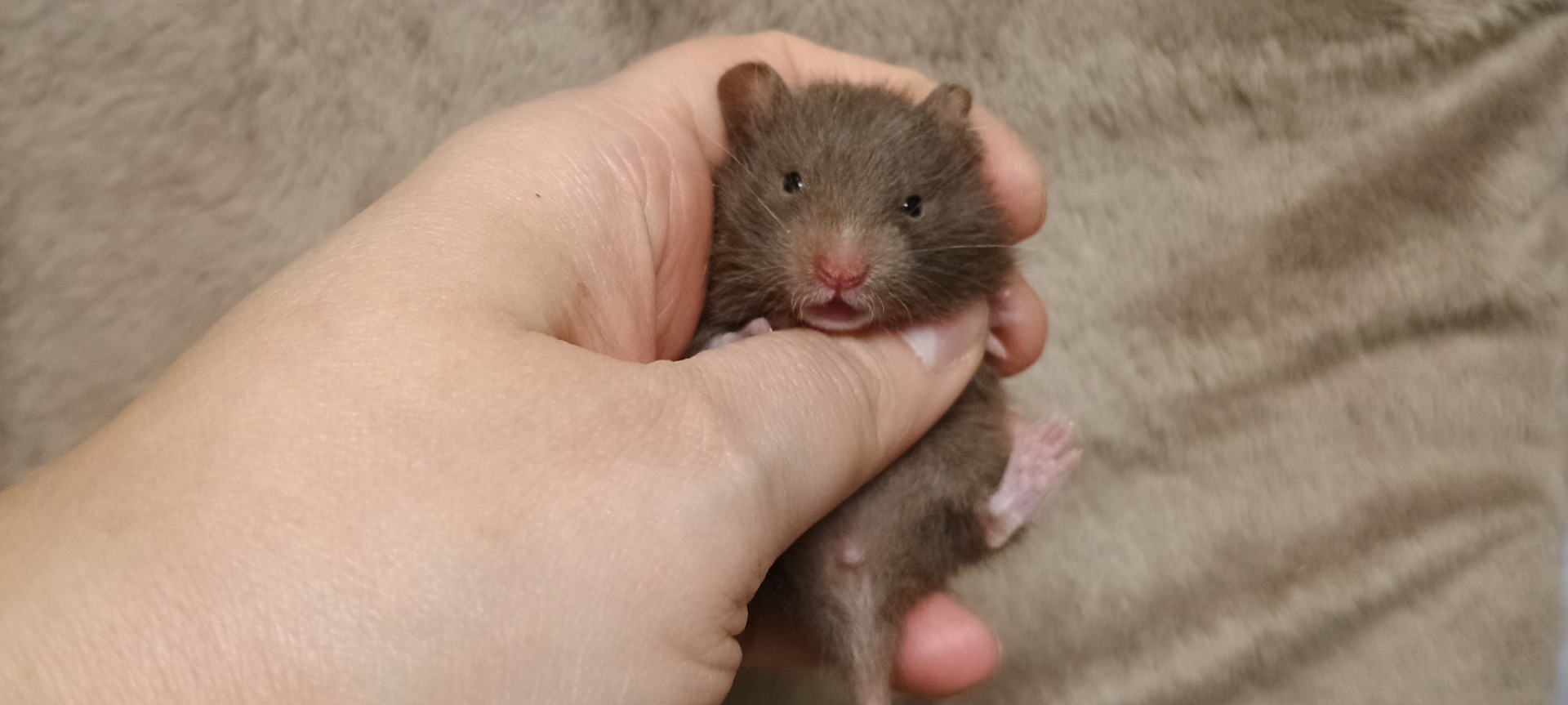 Chaka stříbrná čokoládová krátkosrstá
