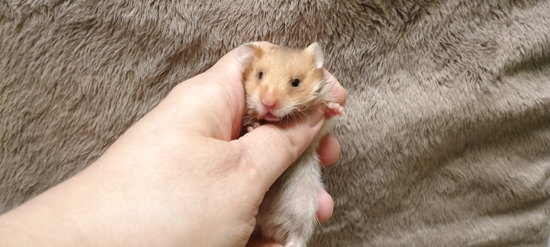 Ice sameček krátkosrstý rezavý saténový V NOVÉM DOMOVĚ