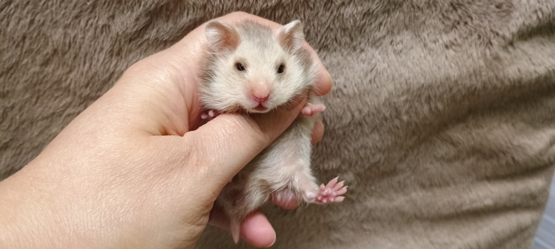 Iddyho sameček krátkosrstý stříbrný rezavý V NOVÉM DOMOVĚ