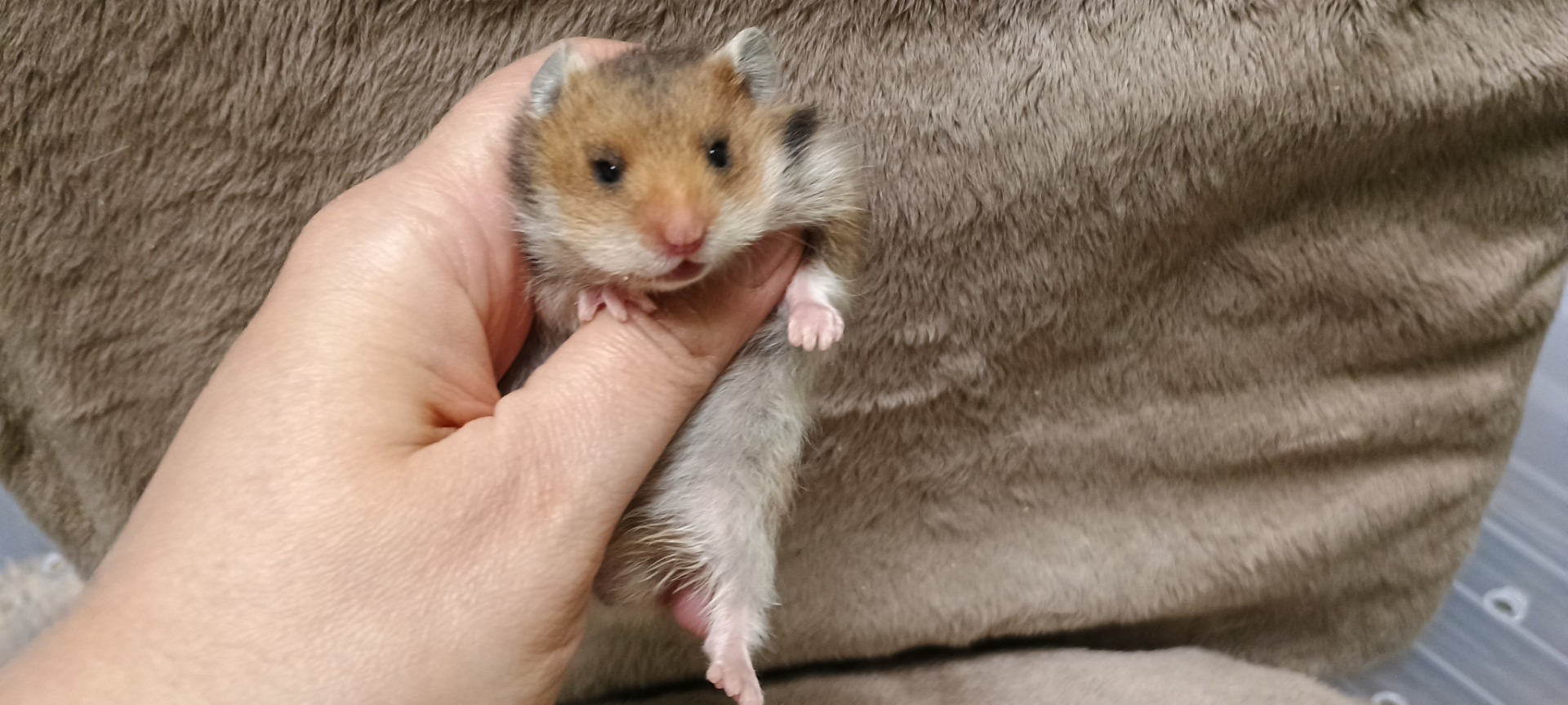 Impy sameček krátkosrstý saténový zlatý V NOVÉM DOMOVĚ