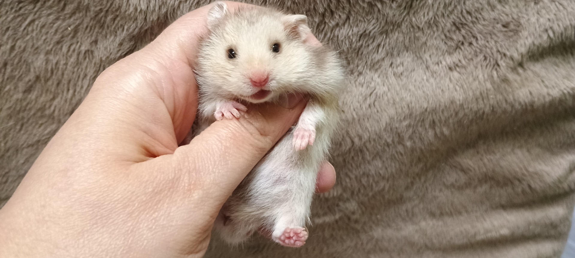 Inka samička krátkosrstá stříbrná rezavý V NOVÉM DOMOVĚ