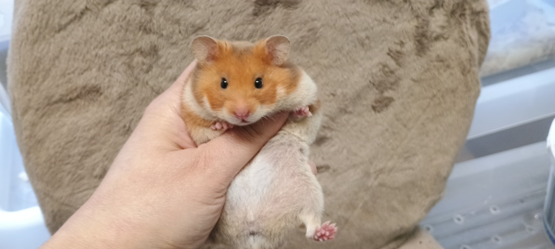 Idila samička krátkosrstá rezavá ZŮSTÁVÁ