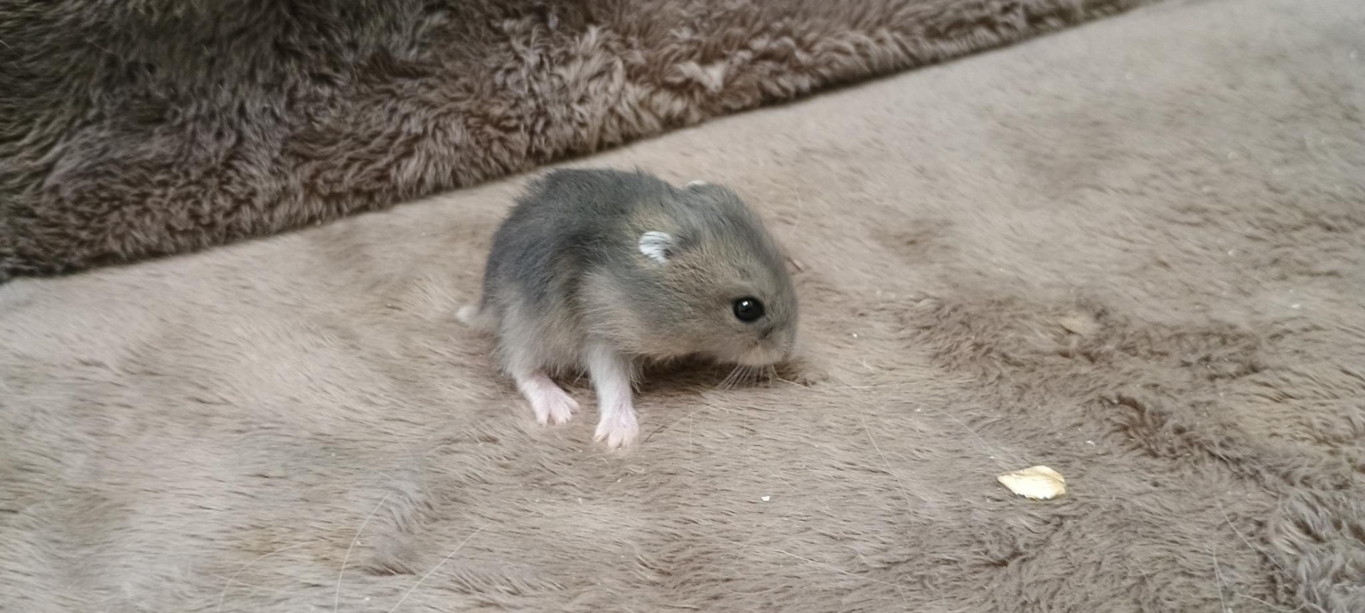 Fanynka sapphire umbrouse_V NOVÉM DOMOVĚ