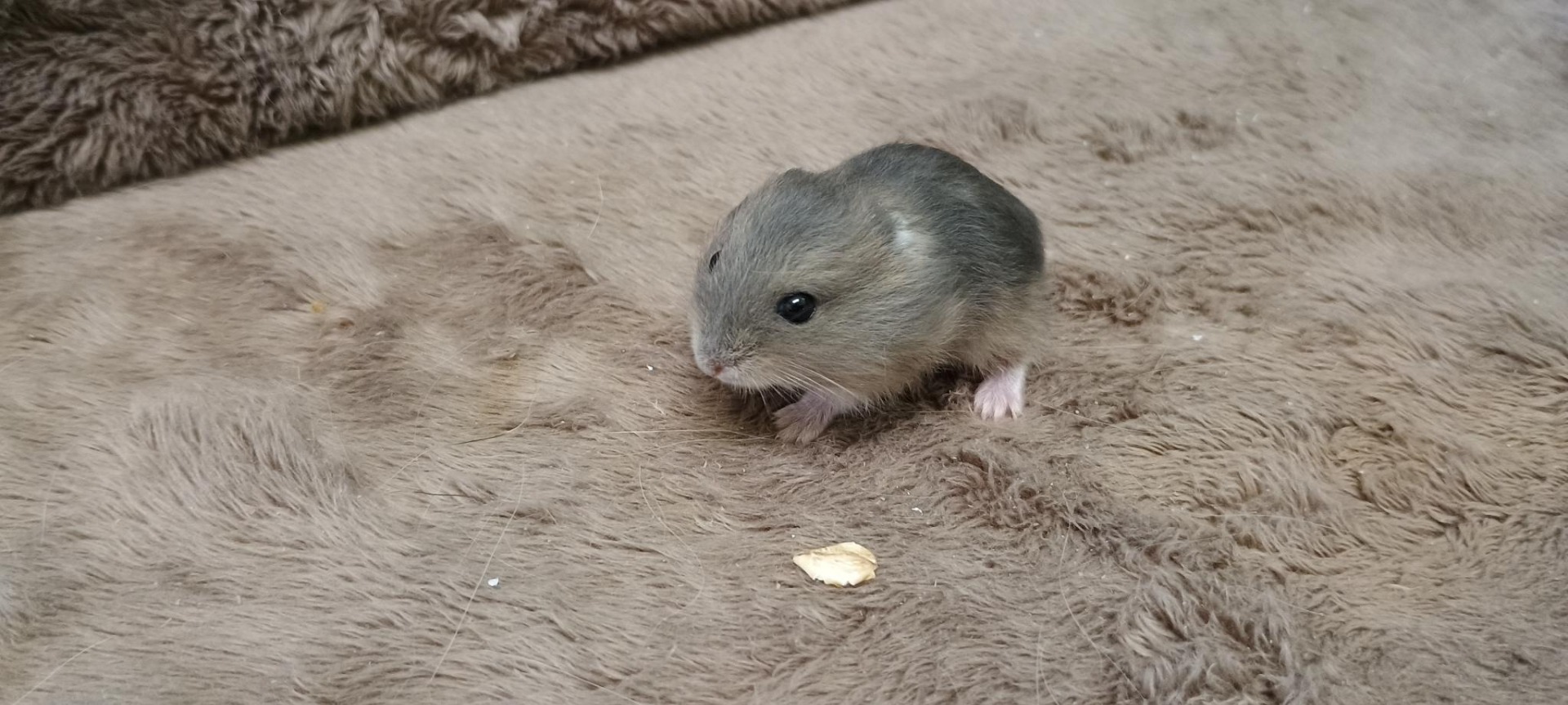 Felicita sapphire umbrouse? ZŮSTÁVÁ