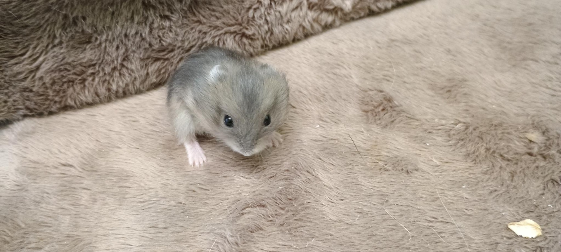 Fanánek sapphire umbrouse? -V NOVÉM DOMOVĚ