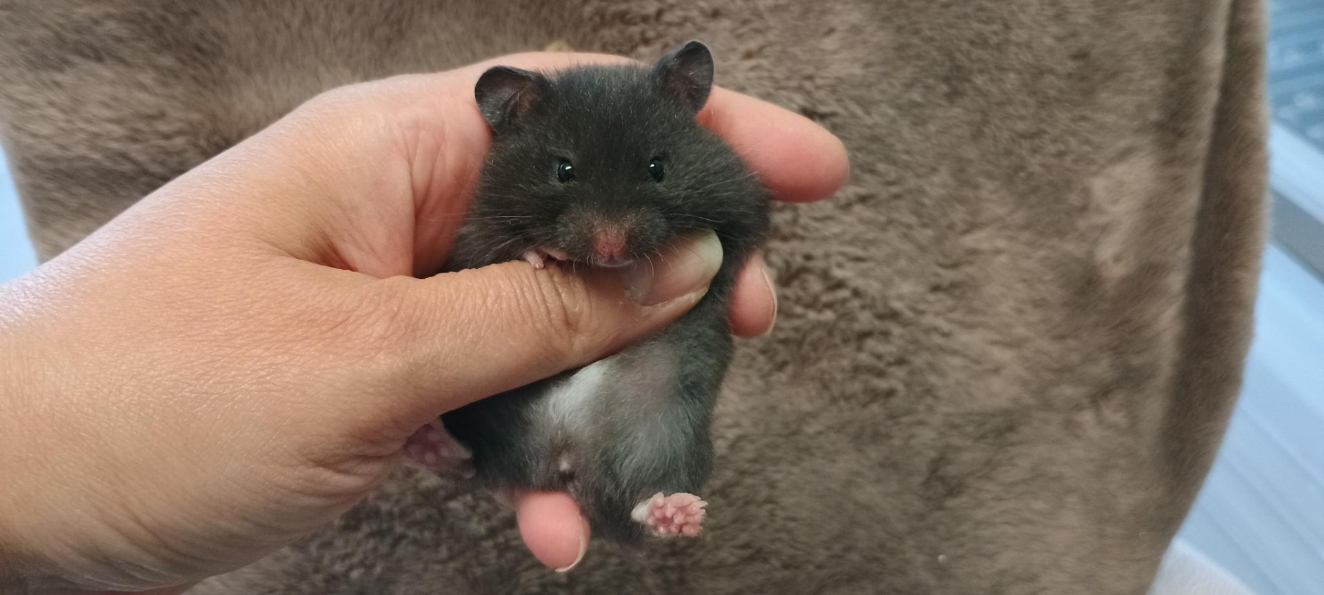 Minnie krátkosrstá černá VOLNÁ