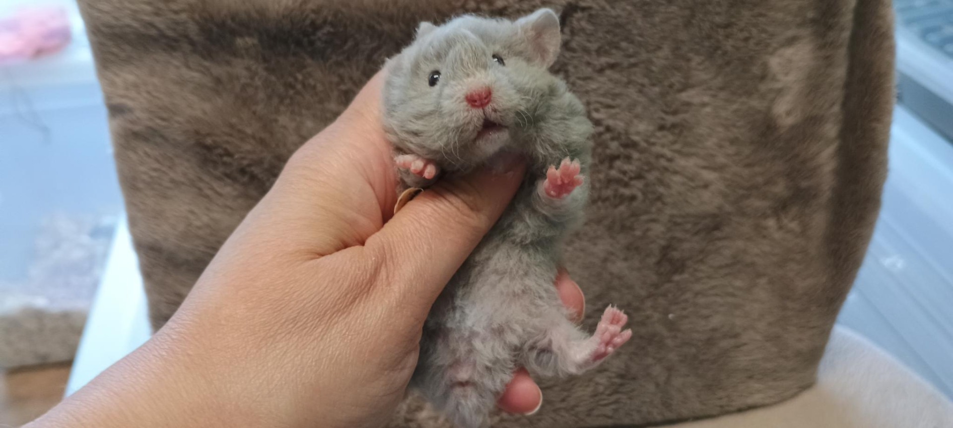 Laika dlouhosrstý rex stříbrná dove ZŮSTÁVÁ