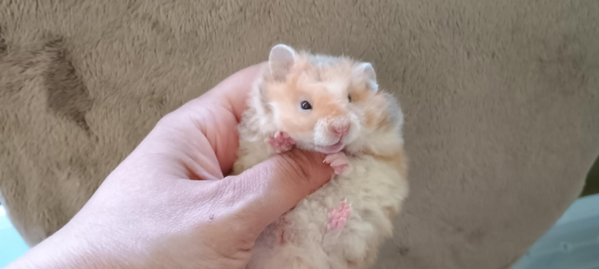 Oleg skořicový dlouhosrstý rex V NOVÉM DOMOVĚ