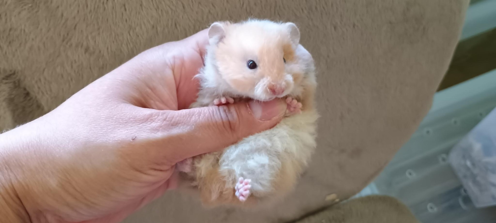 Olinka skořicová dlouhosrstá rex V NOVÉM DOMOVĚ