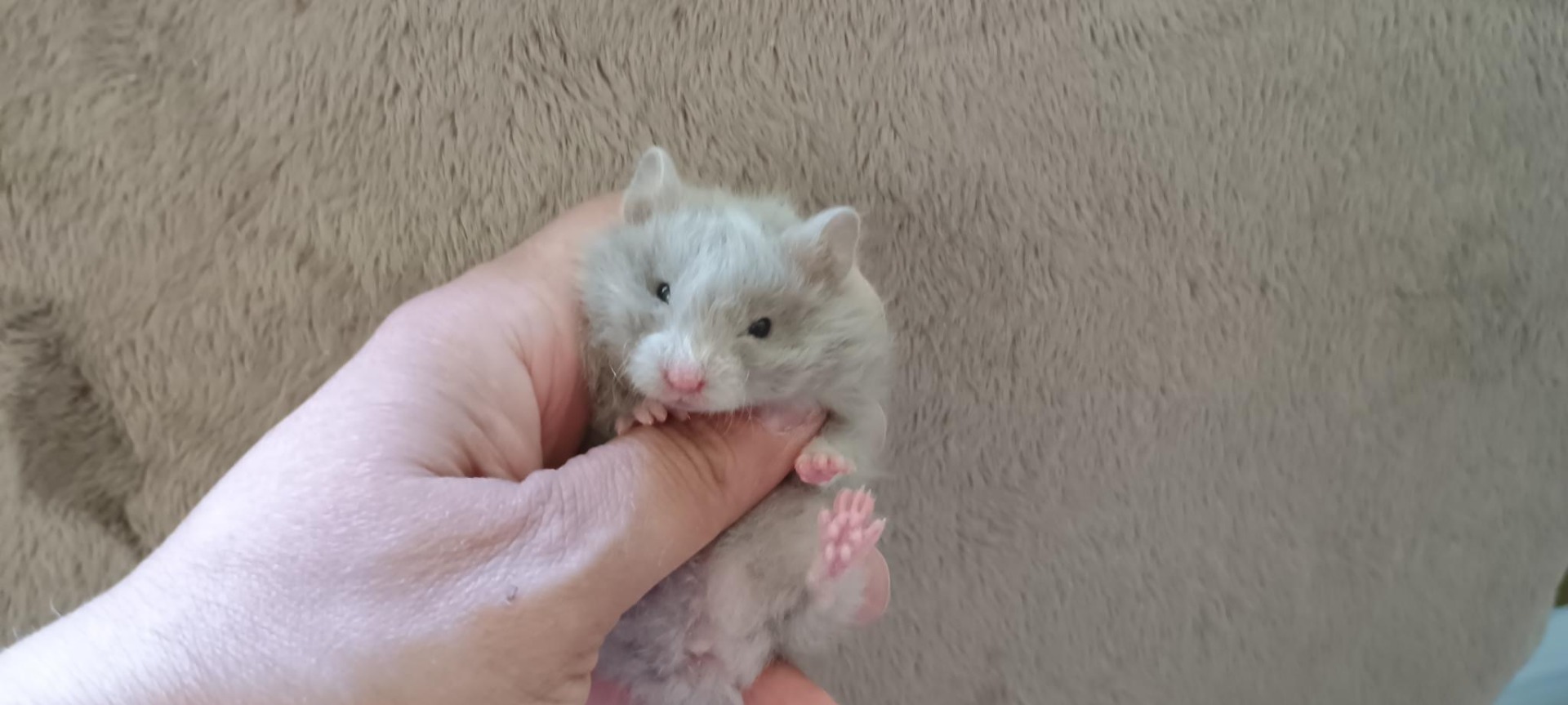 Olivka dove dlouhosrstá rex V NOVÉM DOMOVĚ