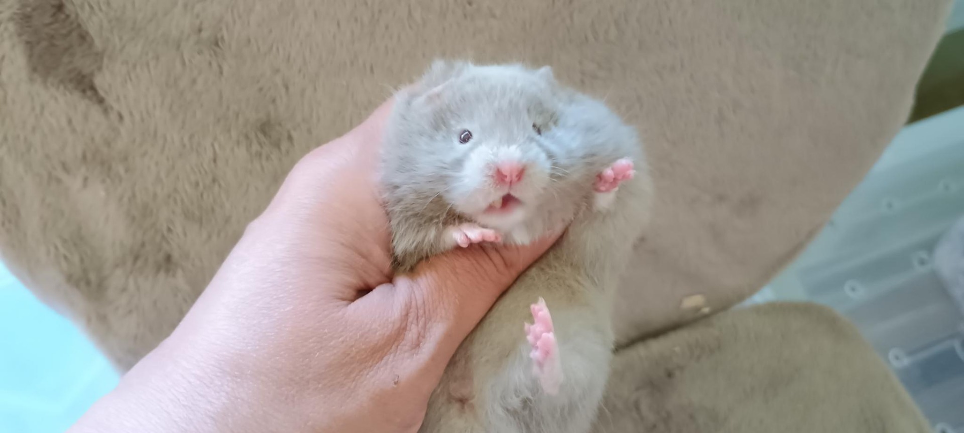 Ouha dlouhosrstá dove ZŮSTÁVÁ