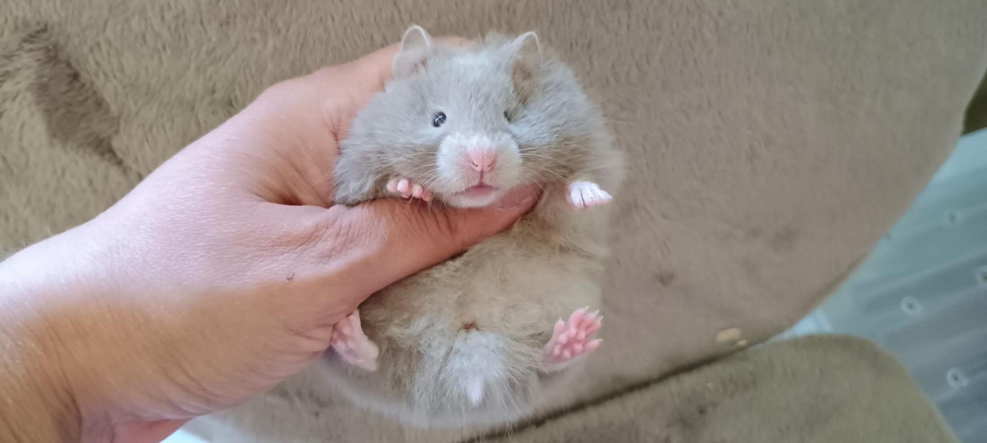 Opuncie dove dlouhosrstá V NOVÉM DOMOVĚ