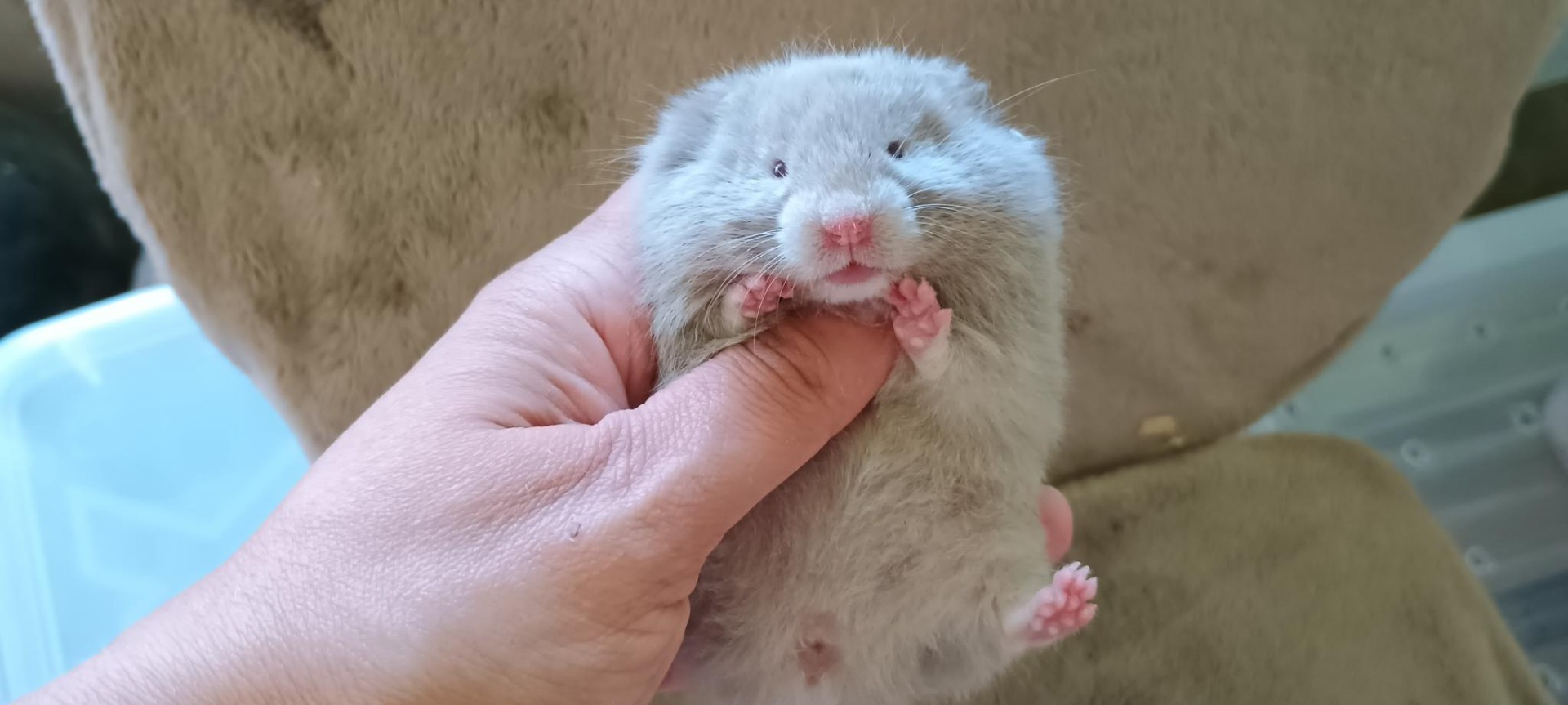 Oskarka dlouhosrstá dove V NOVÉM DOMOVĚ