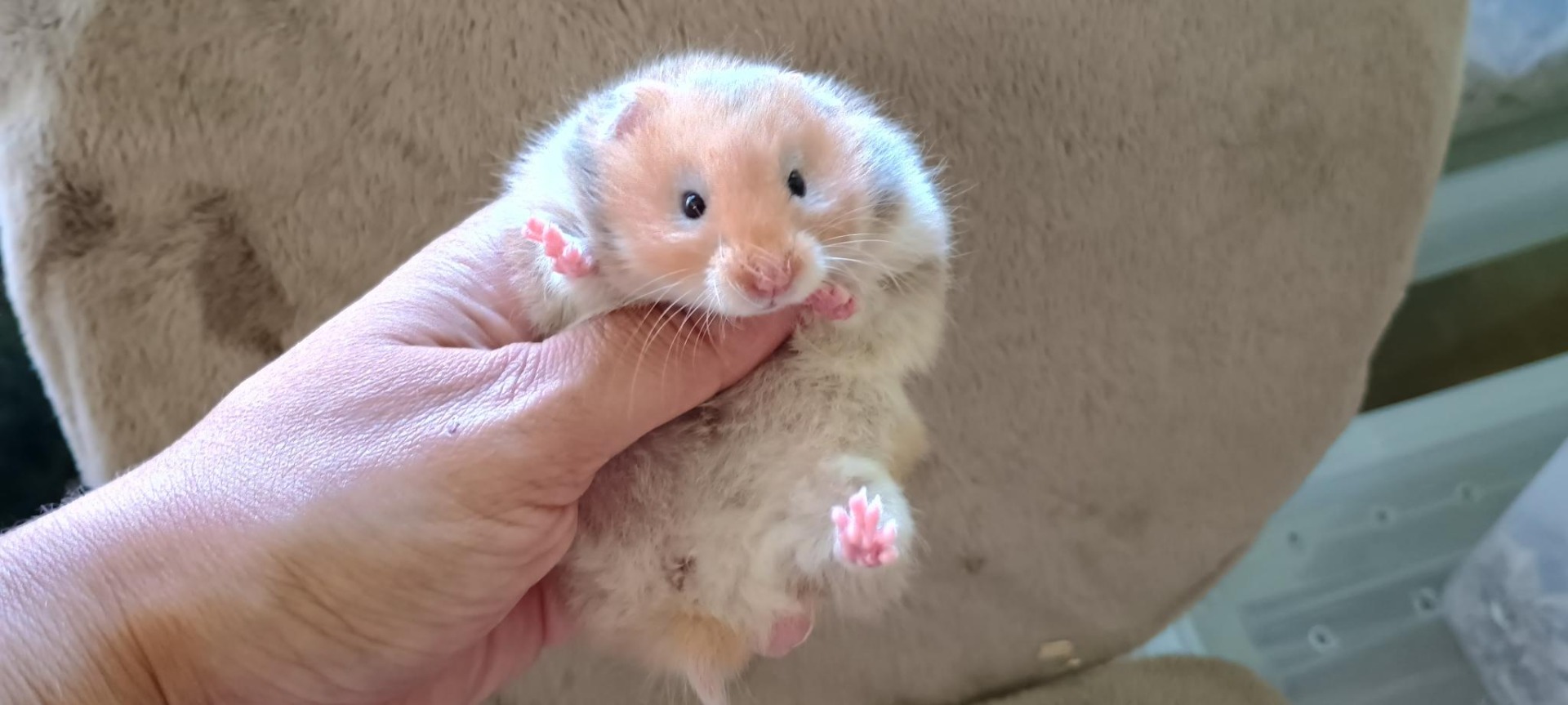 Omaha dlouhosrstá skořicová ZŮSTÁVÁ