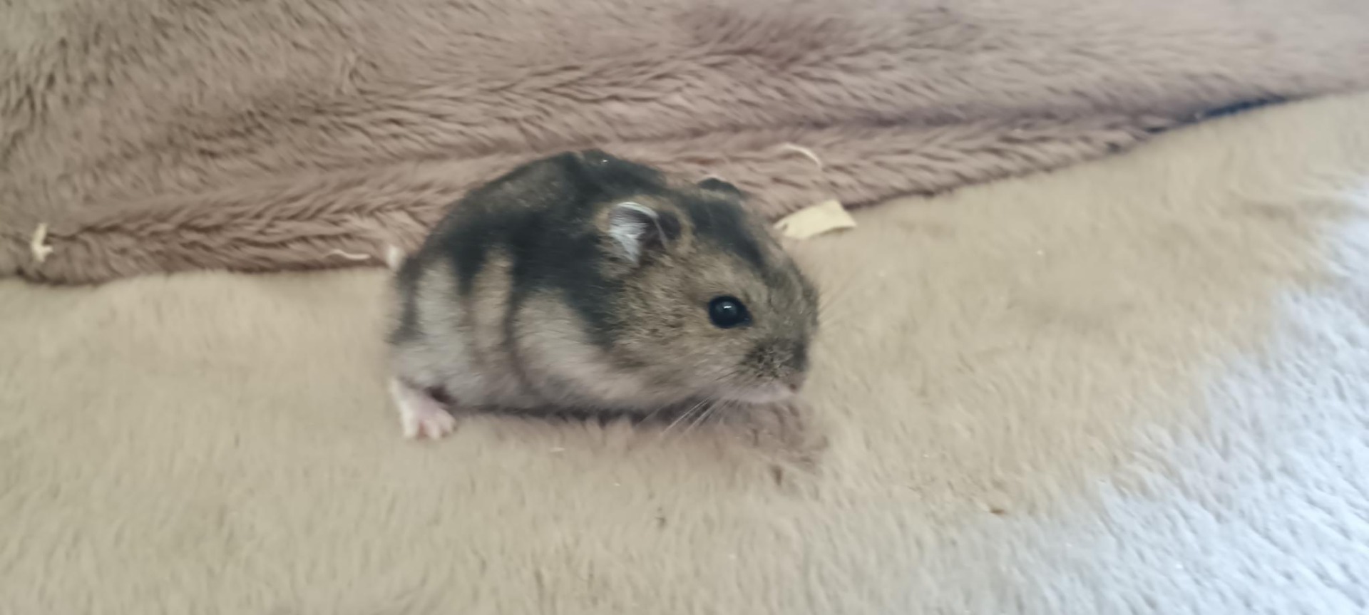 Gustík agouti umbrouse ZŮSTÁVÁ