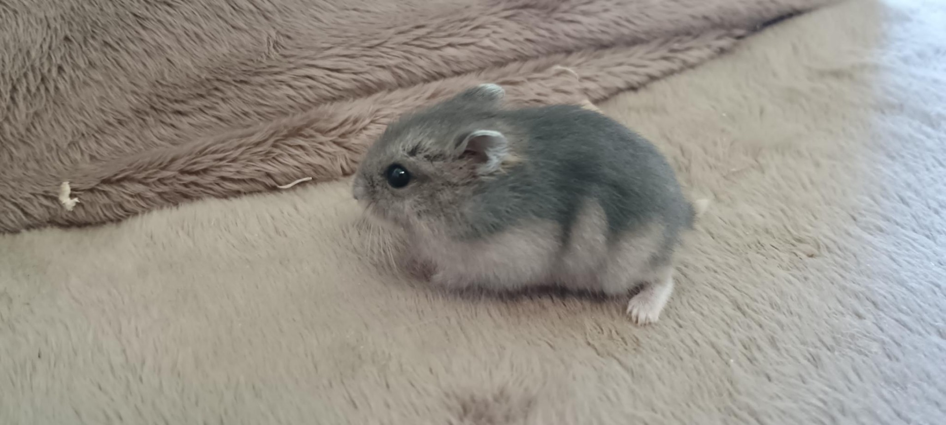 Gumídek sapphire umbrouse ZŮSTÁVÁ