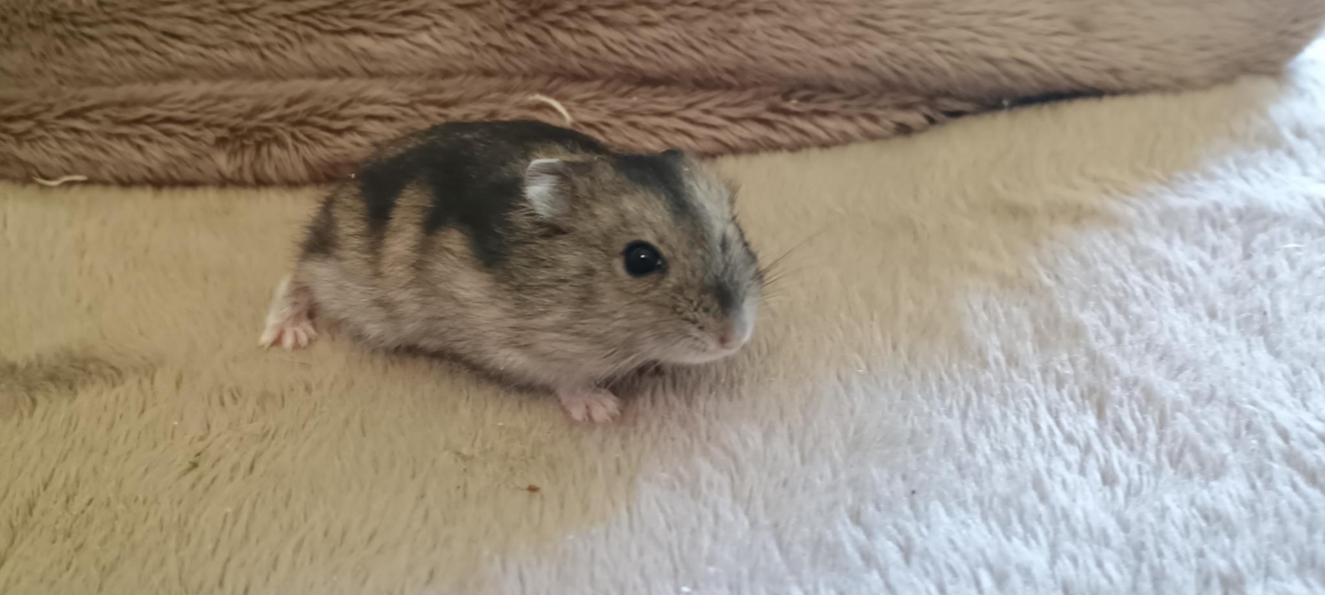 Gupka agouti umbrouse V NOVÉM DOMOVĚ