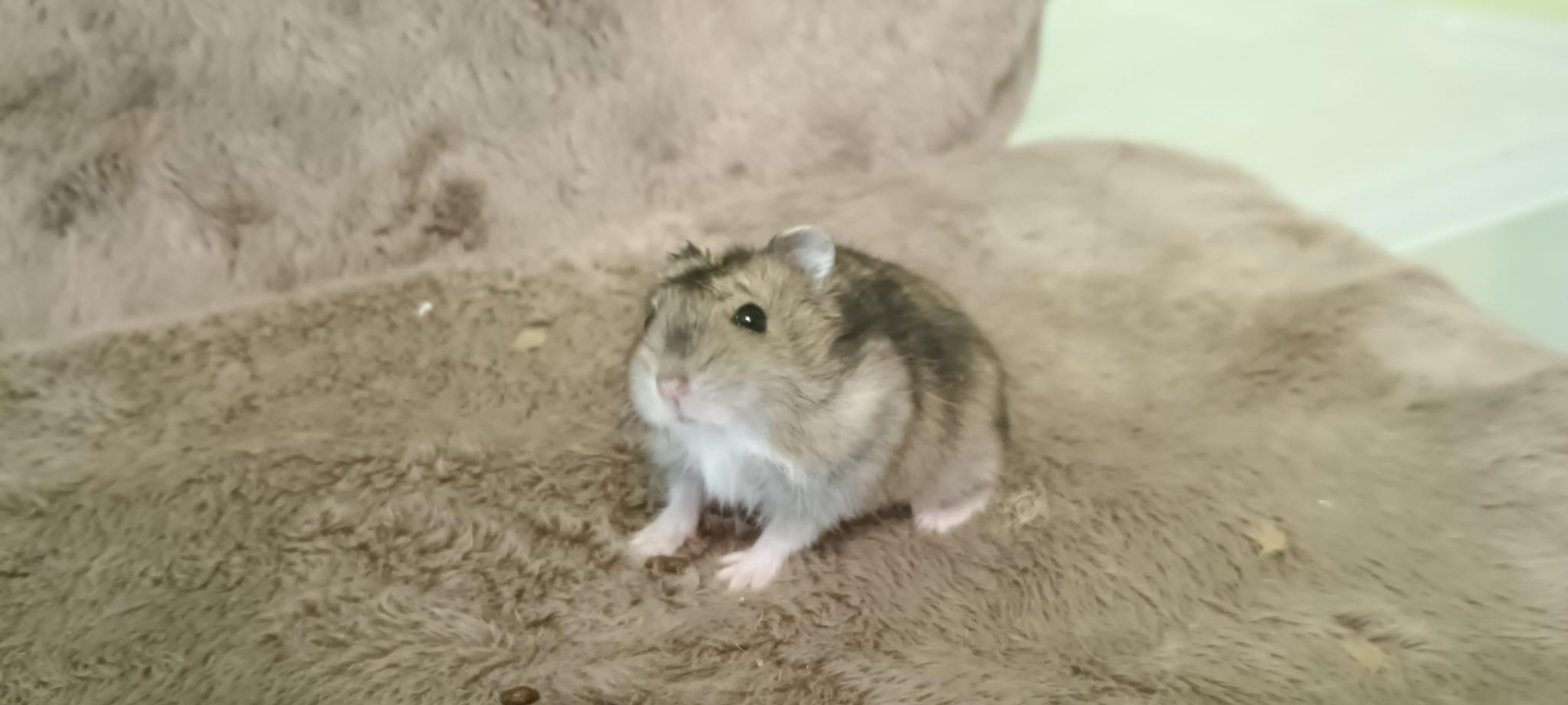 Hamstřík agouti umbrouse