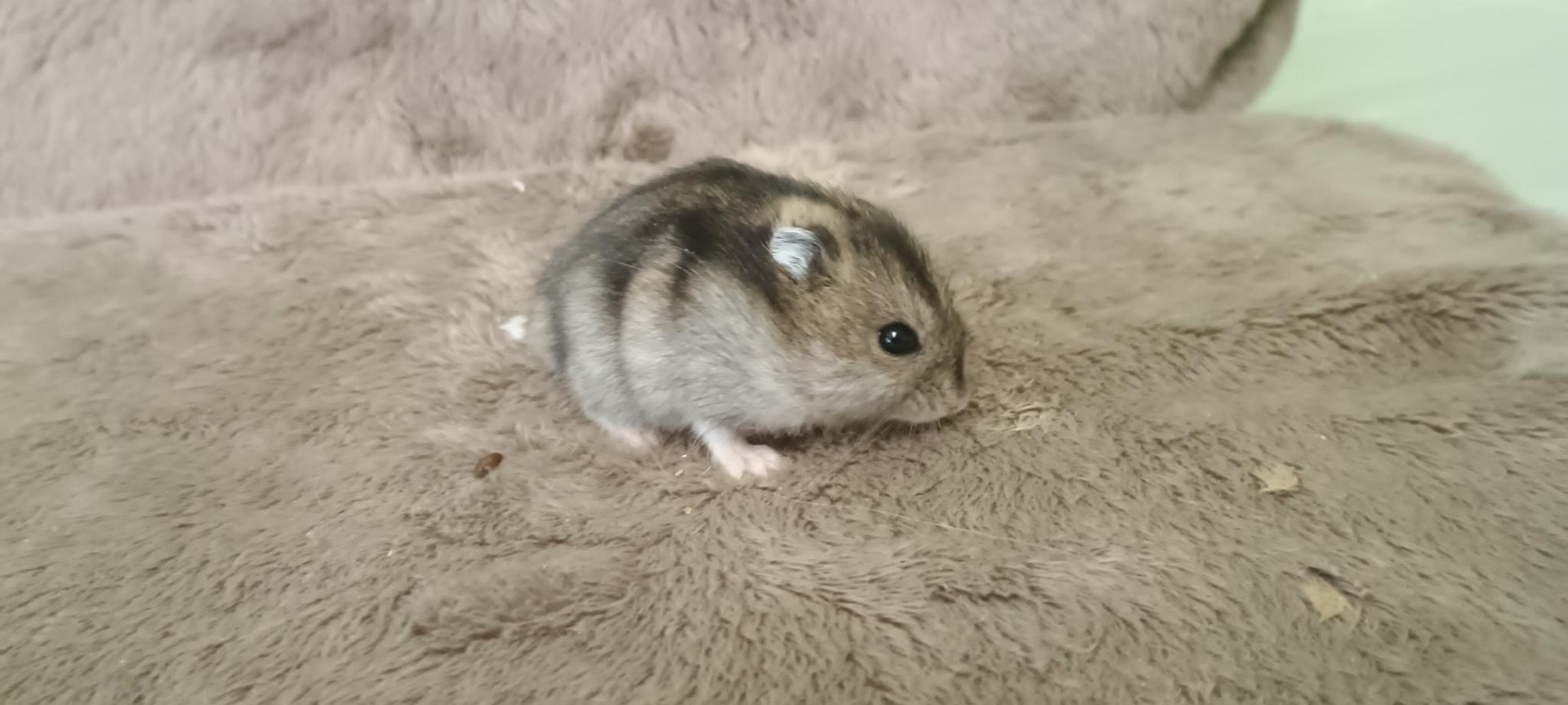 Hajánek agouti umbrouse