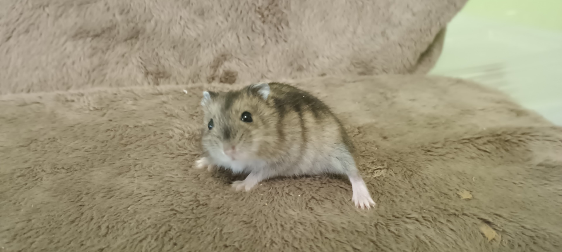 Halíbelí agouti umbrouse