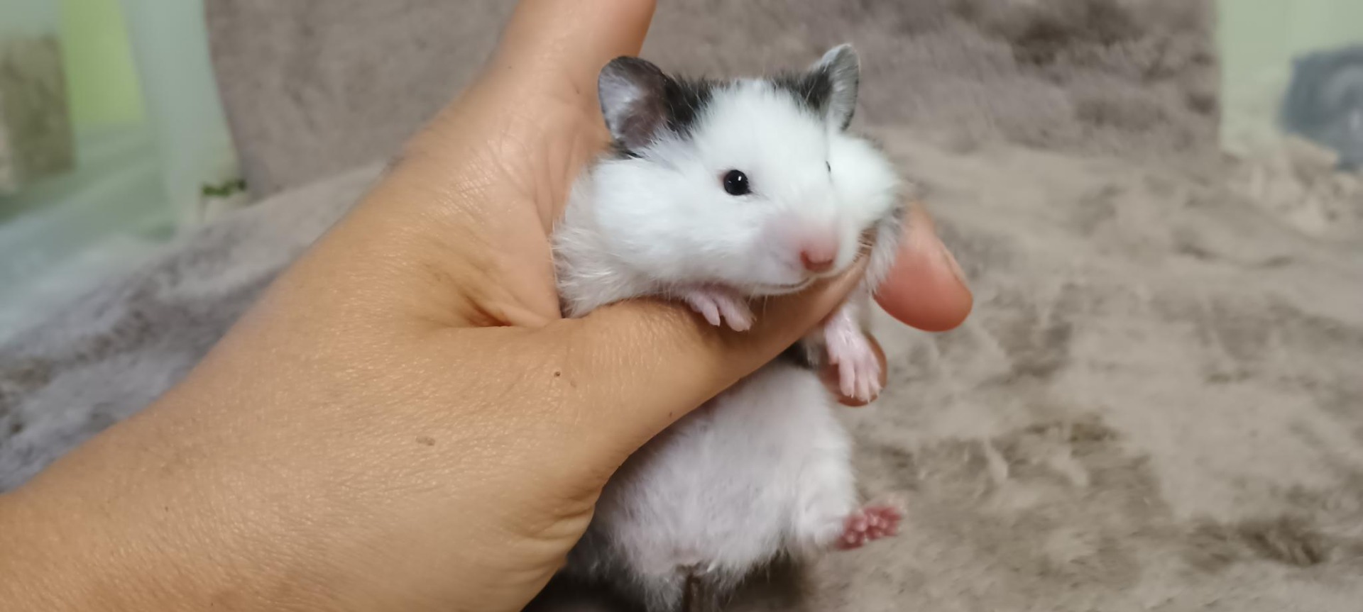 Questa dlouhosrstá černá DS saténová