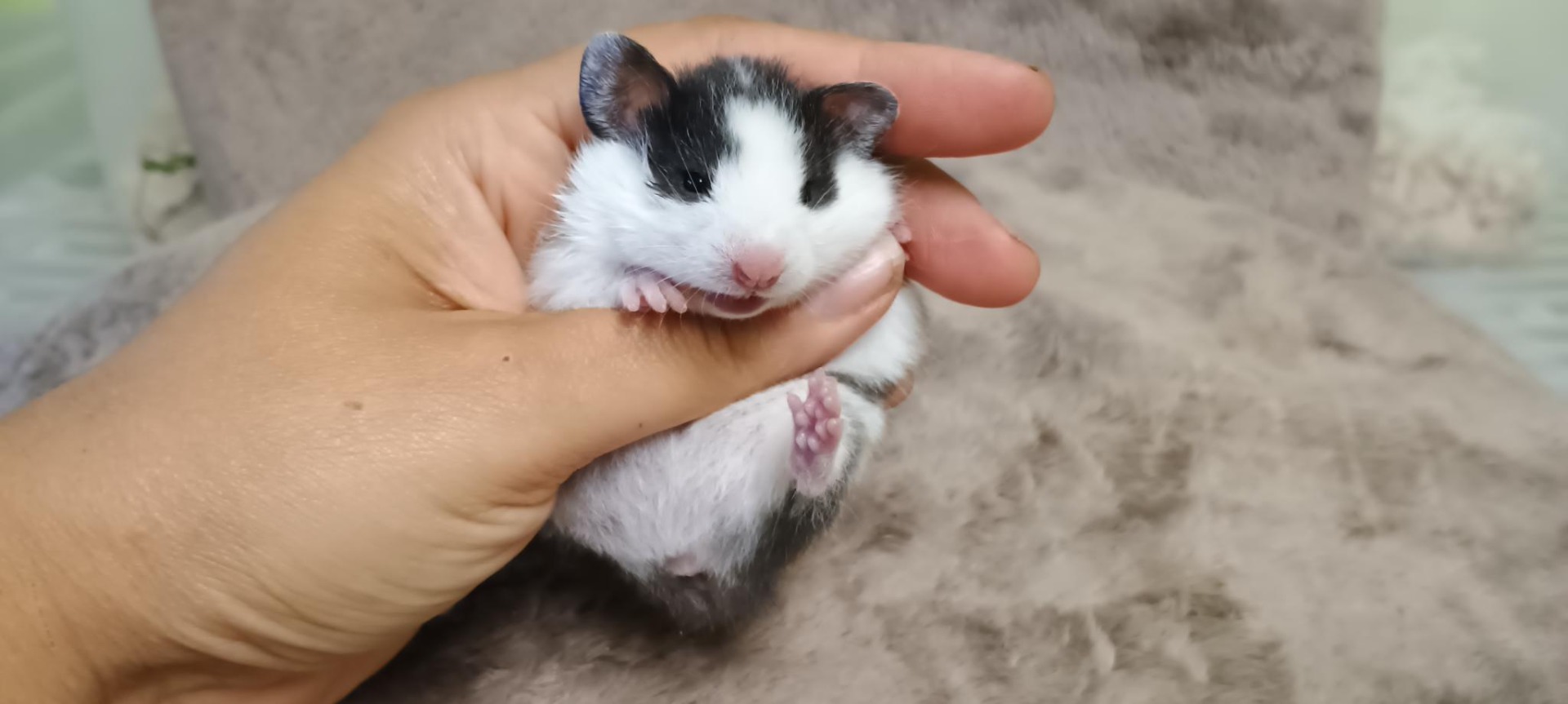 Quinta dlouhosrstá černá DS 