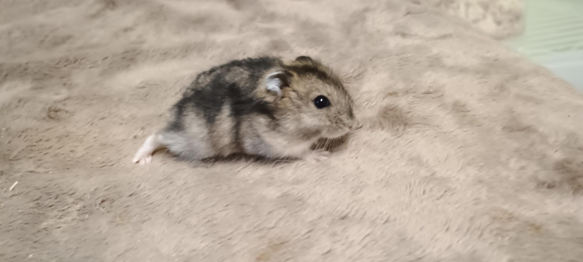 Chanelka agouti