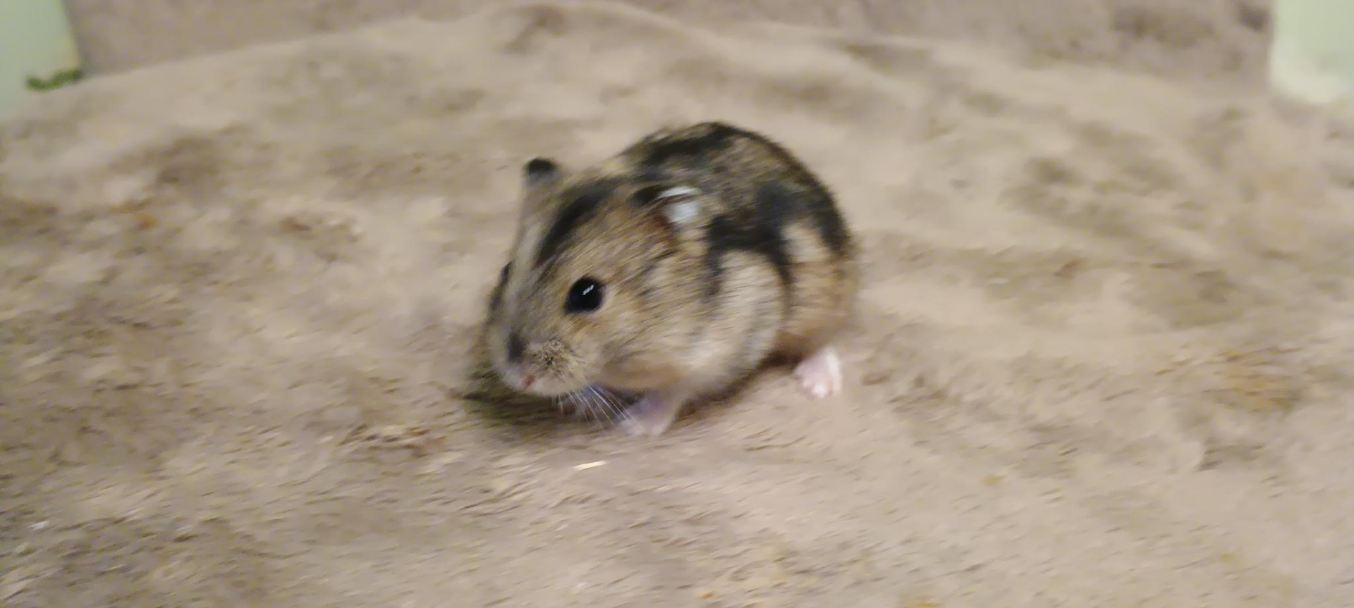 Chlapík agouti
