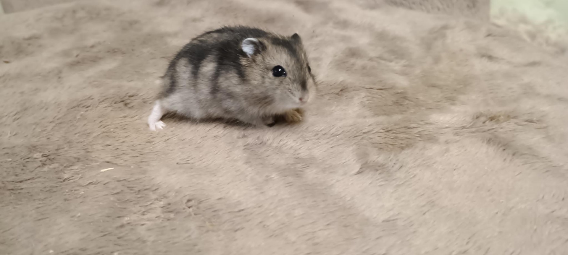 Chuchu agouti