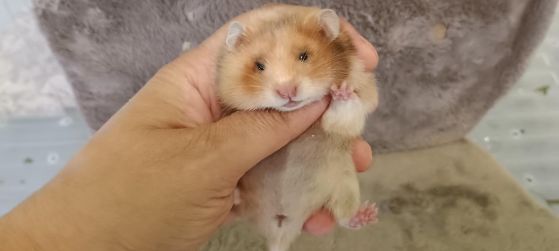 Roza krátkosrstá saténová rezavá želvovinová