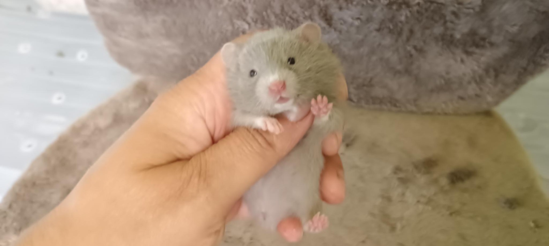 Sára dove V NOVÉM DOMOVĚ