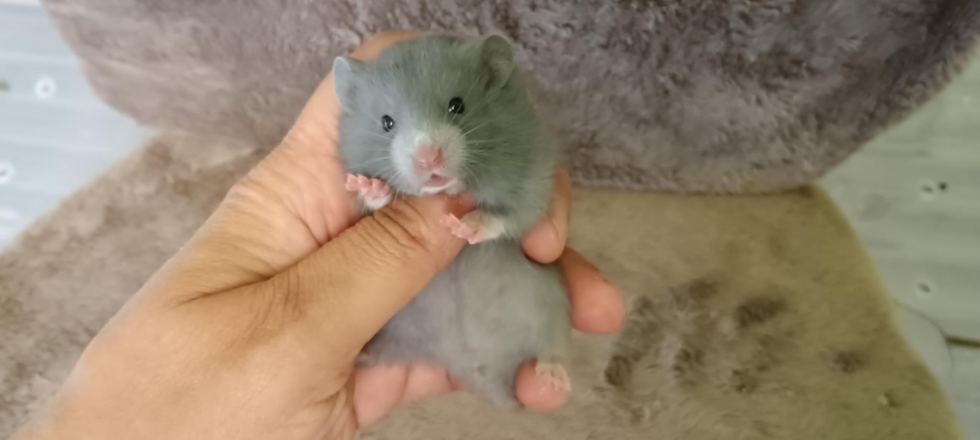 Sandra modrá V NOVÉM DOMOVĚ