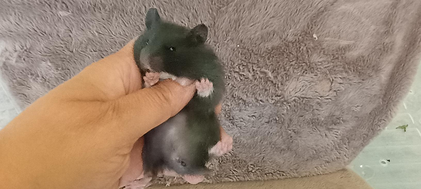 Sába černá V NOVÉM DOMOVĚ