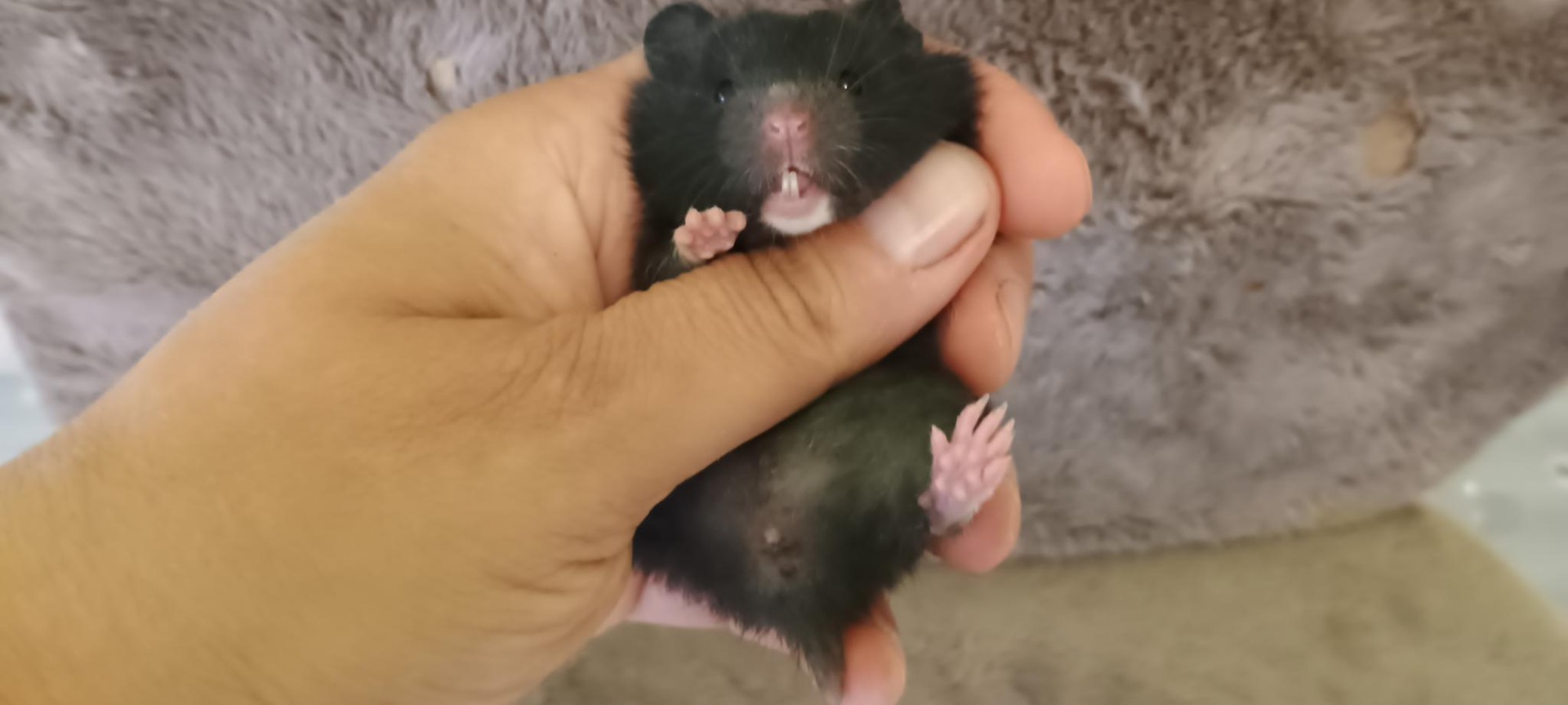 Salome černá V NOVÉM DOMOVĚ