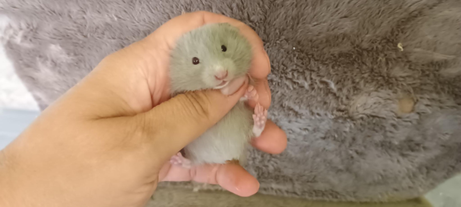 Sušenka dove V NOVÉM DOMOVĚ