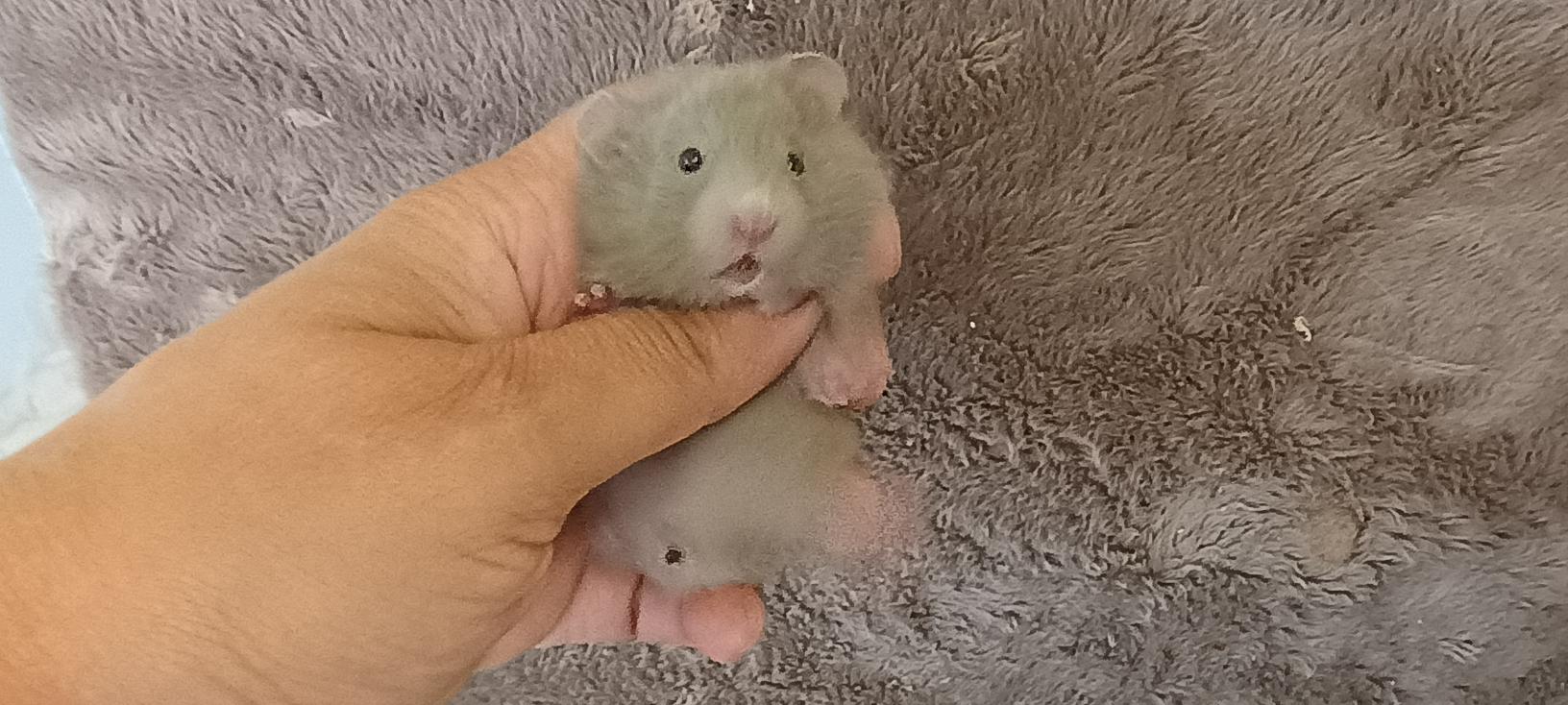 Sedmikráska dove VOLNÁ